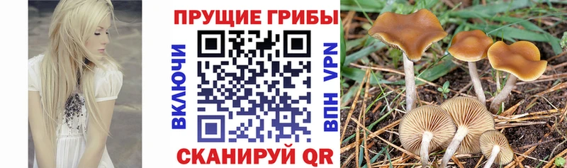 Галлюциногенные грибы ЛСД  Купить  Урень 